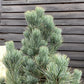 Pinus cembra Glauca | Arolla pine - Height 150cm - Width 130-140cm - 110lt