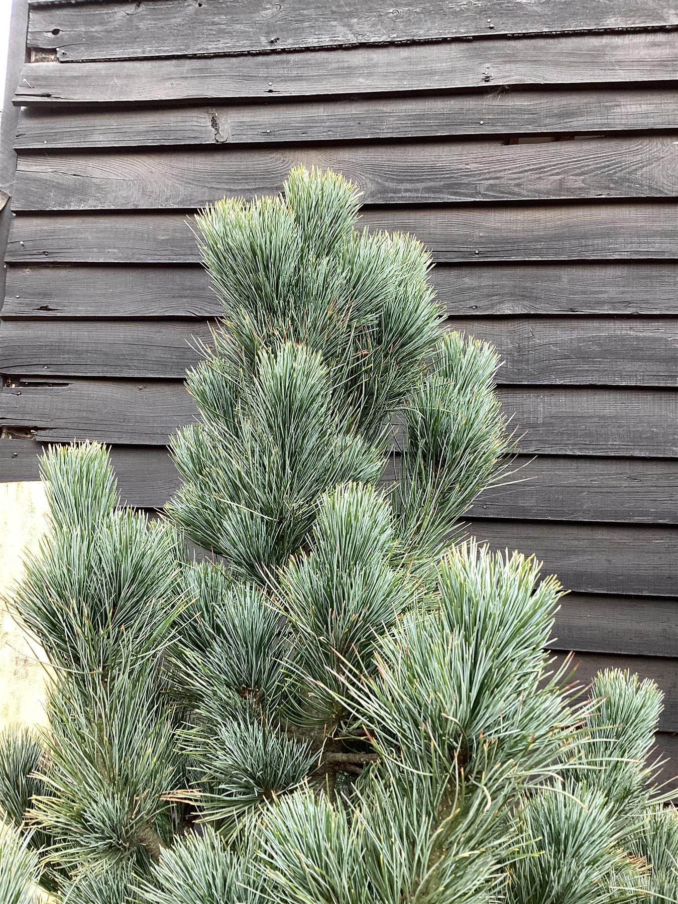 Pinus cembra Glauca | Arolla pine - Height 150cm - Width 130-140cm - 110lt
