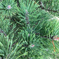 Pinus mugo 'Gnom' | Dwarf mountain pine - 60-70cm, 15lt