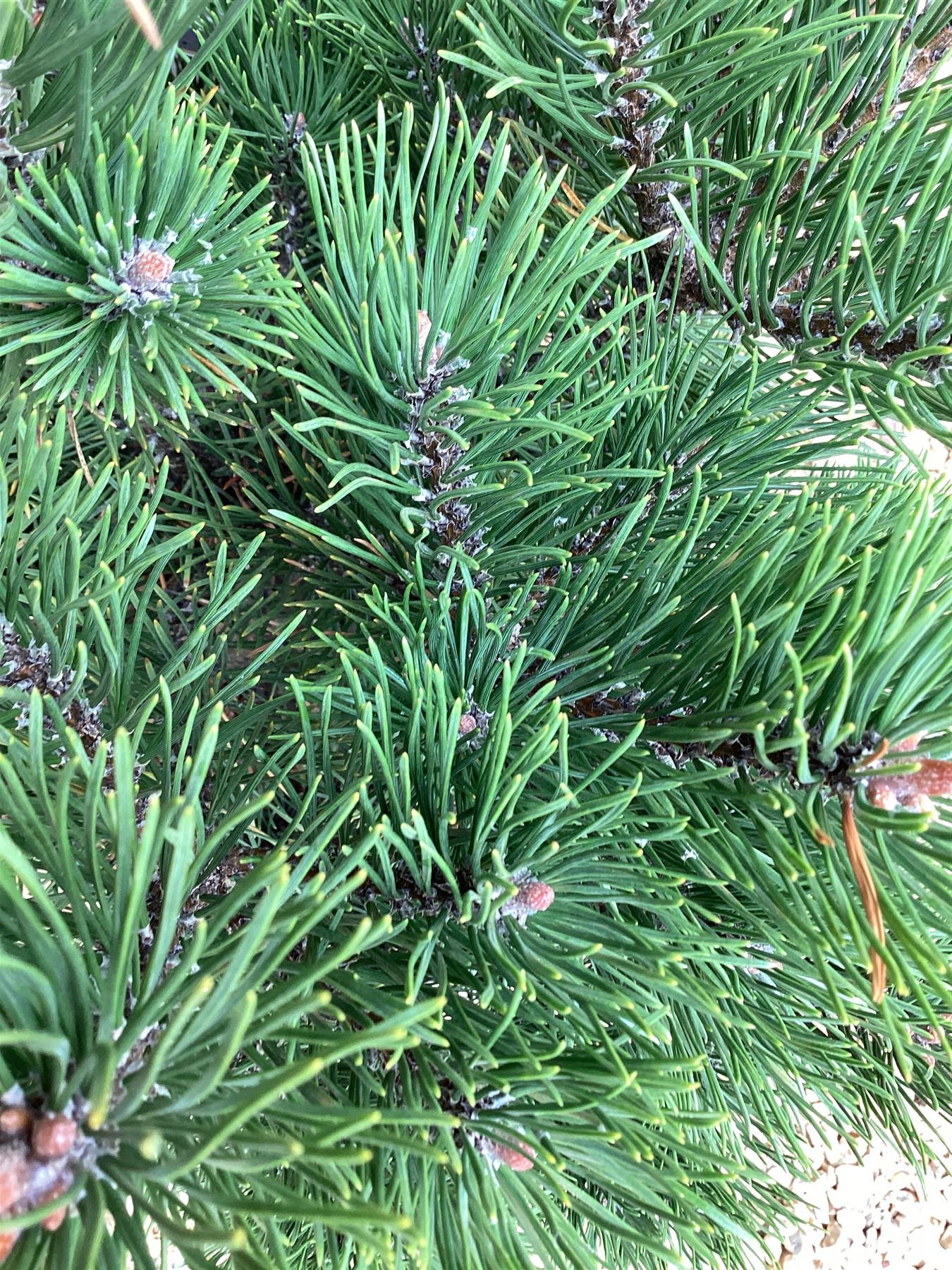 Pinus mugo 'Gnom' | Dwarf mountain pine - 60-70cm, 15lt