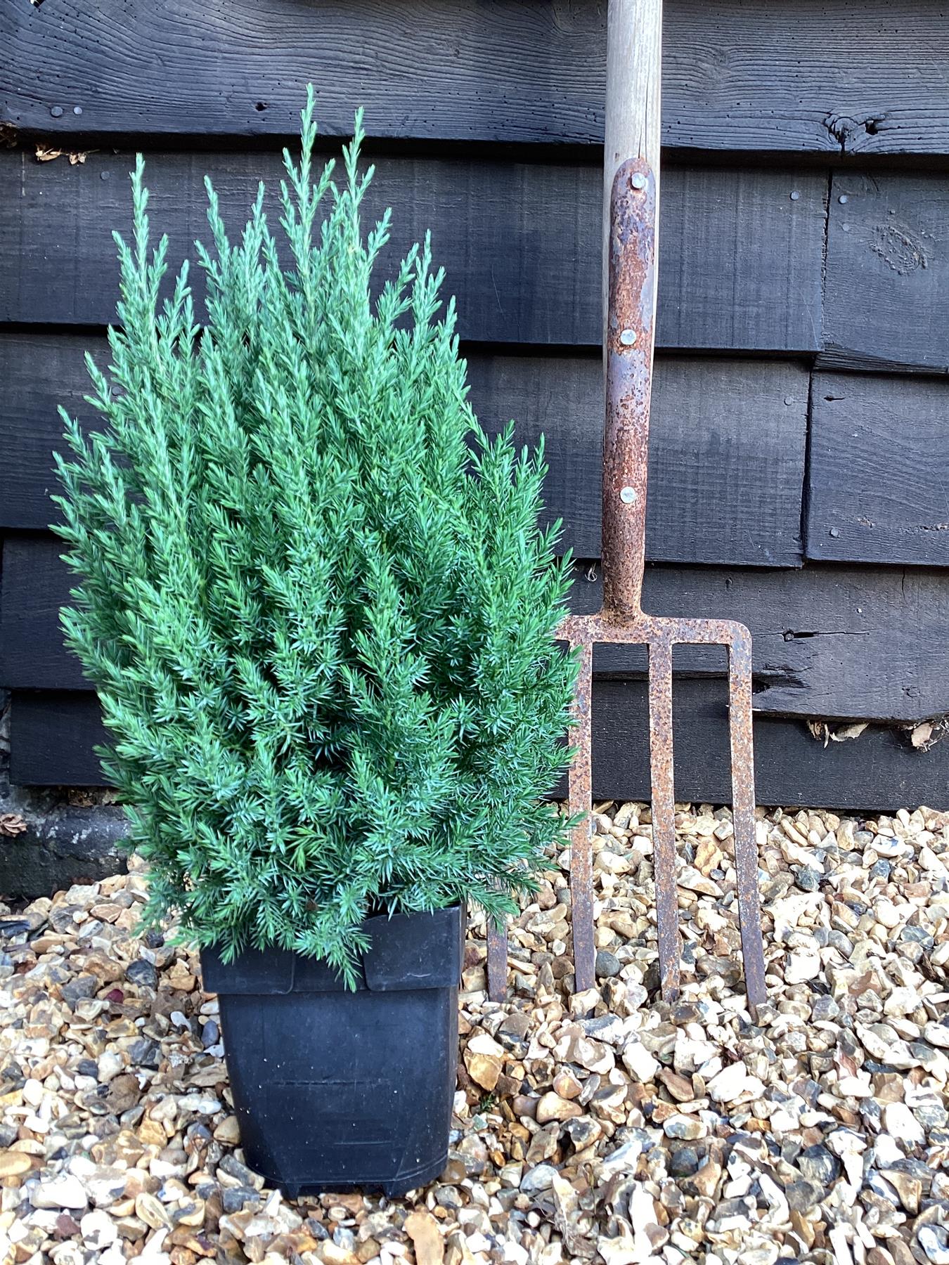 Juniperus chinensis 'Stricta' - 40-50cm, 2lt