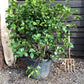 Camellia japonica | Common Camellia - 150-200cm, 110lt