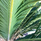Cycas revoluta | King sago palm - 140-150cm - 70cm