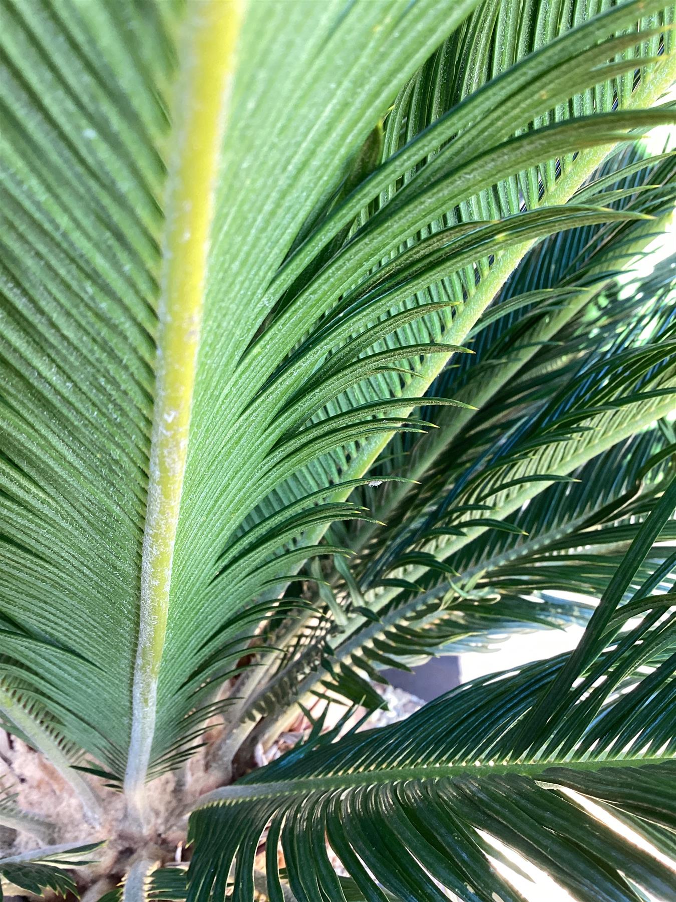 Cycas revoluta | King sago palm - 140-150cm - 70cm