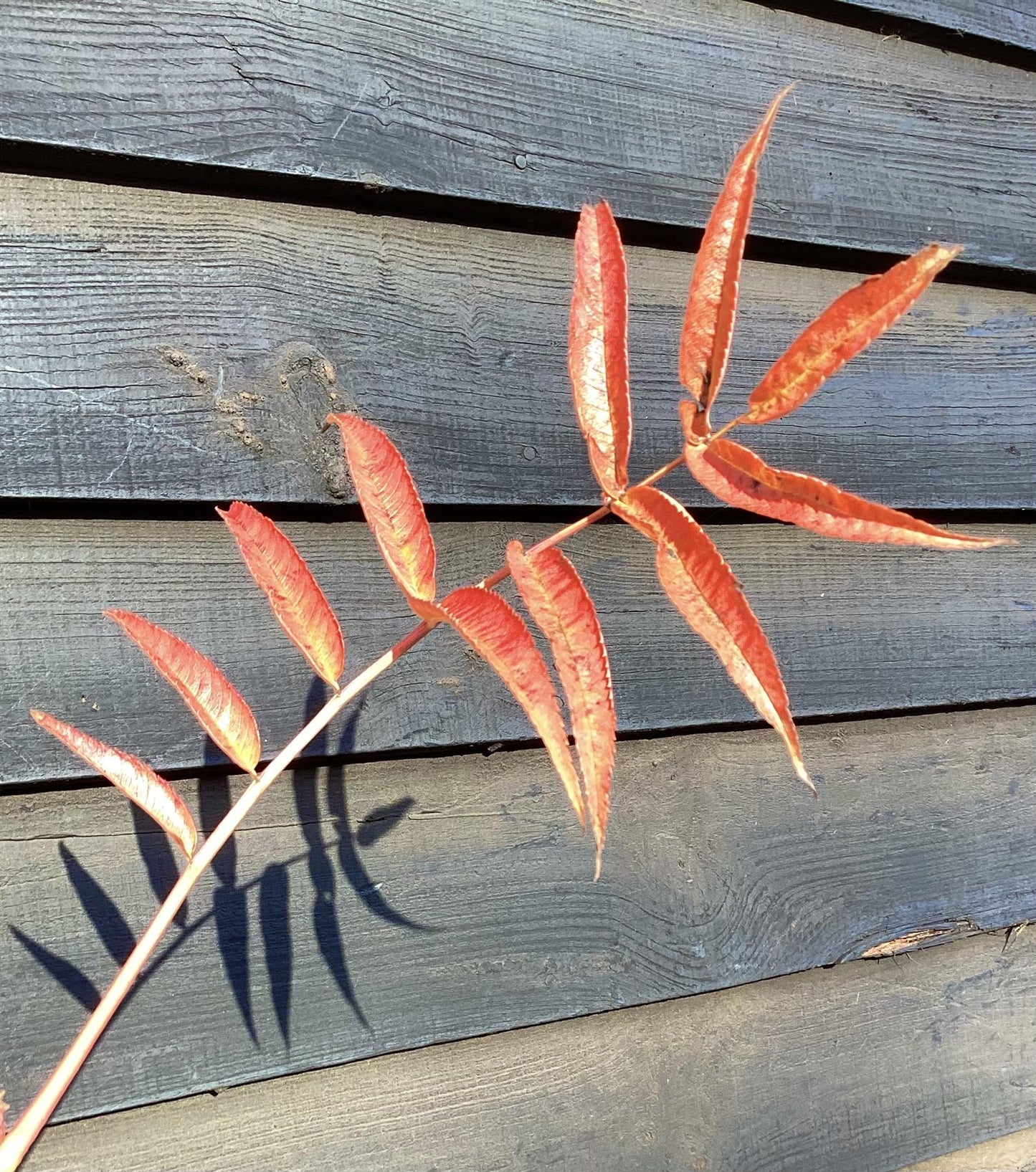 Sorbus commixta Olympic Flame | Scarlet Japanese Rowan - 200-250cm, 10lt