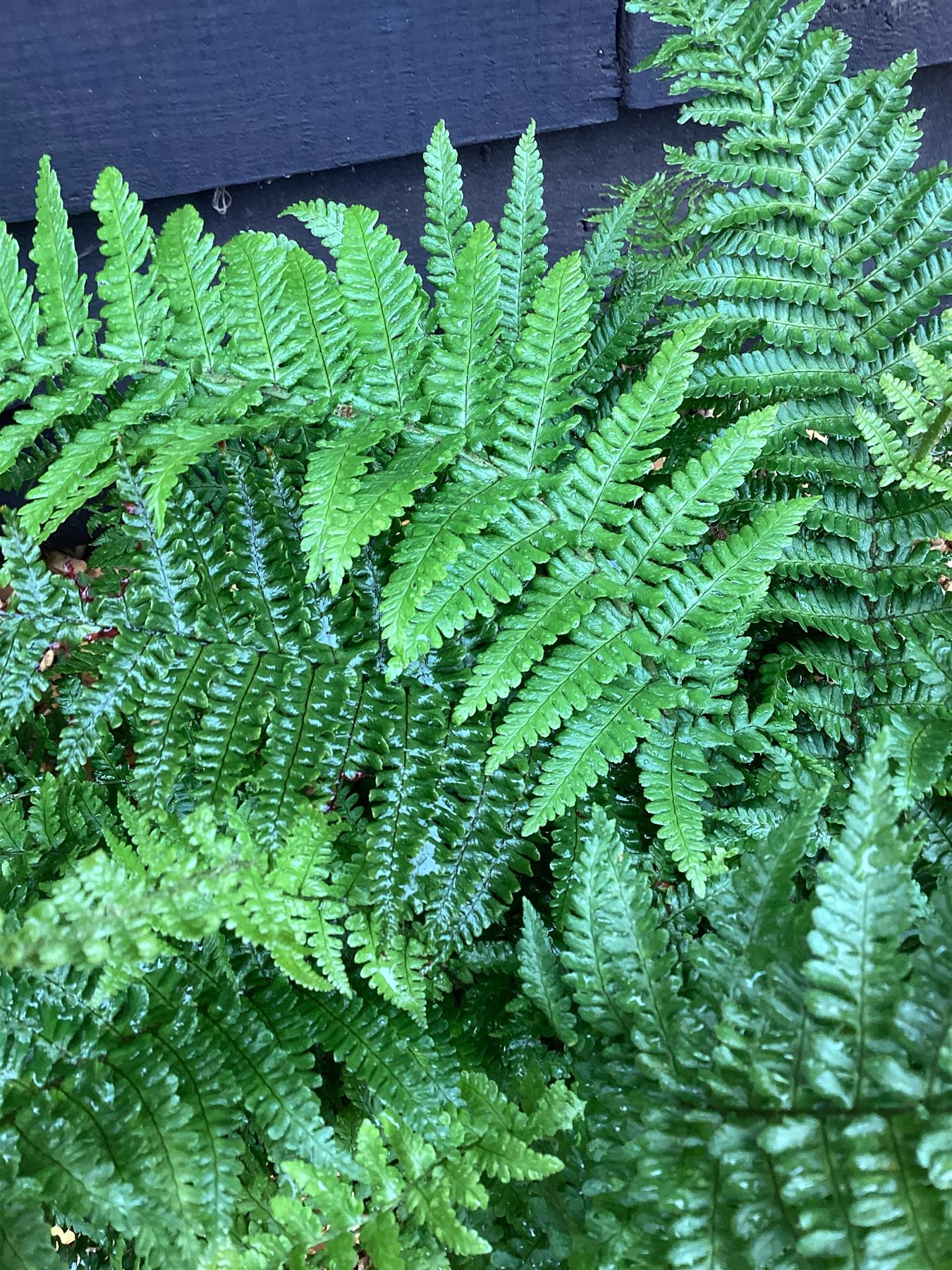Dryopteris affinis 'Crispa Gracilis' | Scaly Male Fern - 55-60cm, 5lt