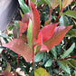 Photinia Red Robin - Compacta - Cone - 180cm, 35lt