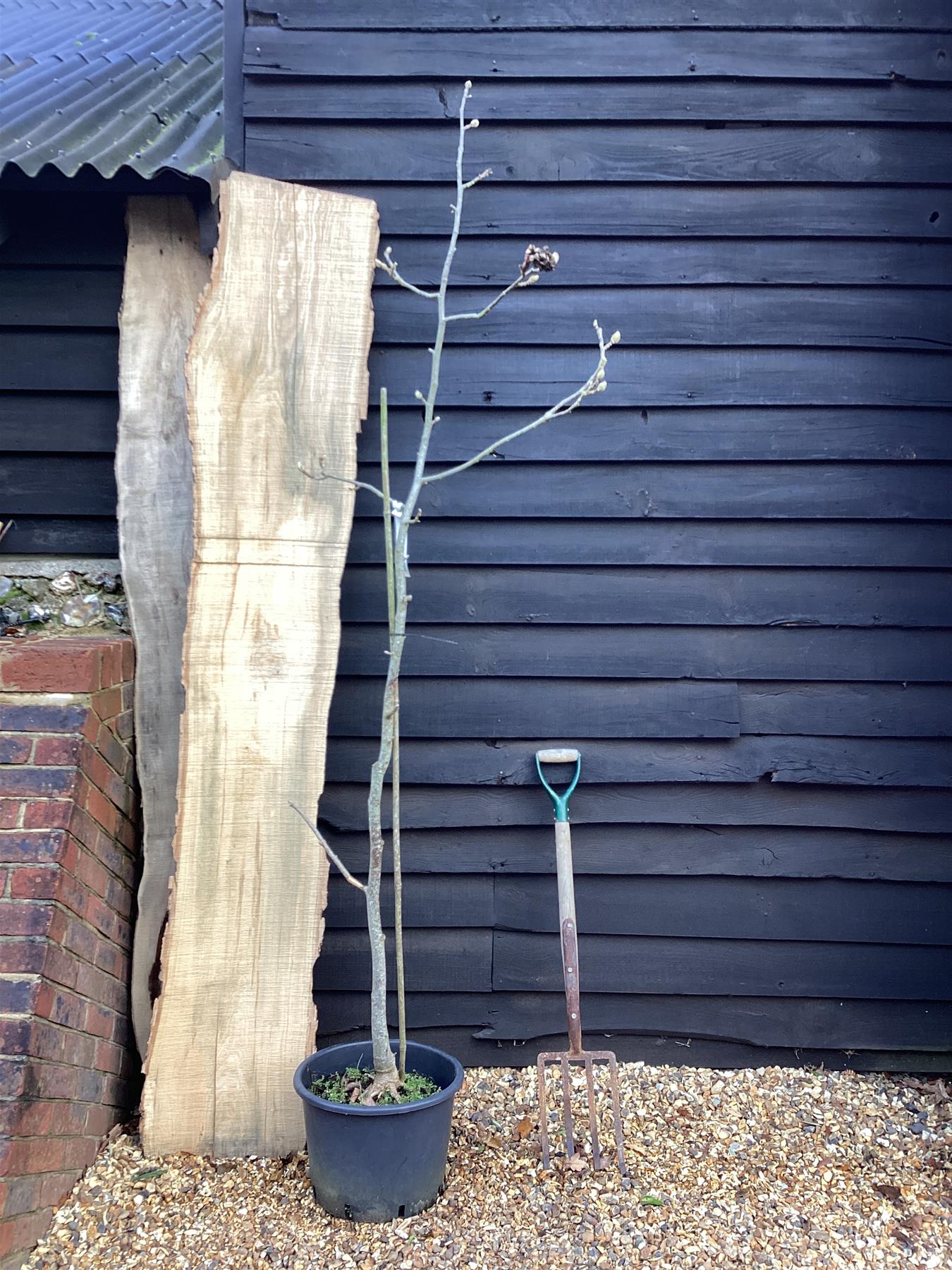 Magnolia Sweet Valentine - 240-260cm, 20lt