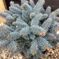 Picea pungens 'Glauca Globosa' | Colorado spruce 'Globosa' - Height 52cm - 8lt
