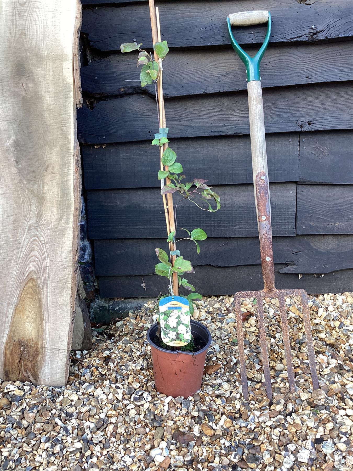 Clematis Ninon - 20-40cm, 2lt