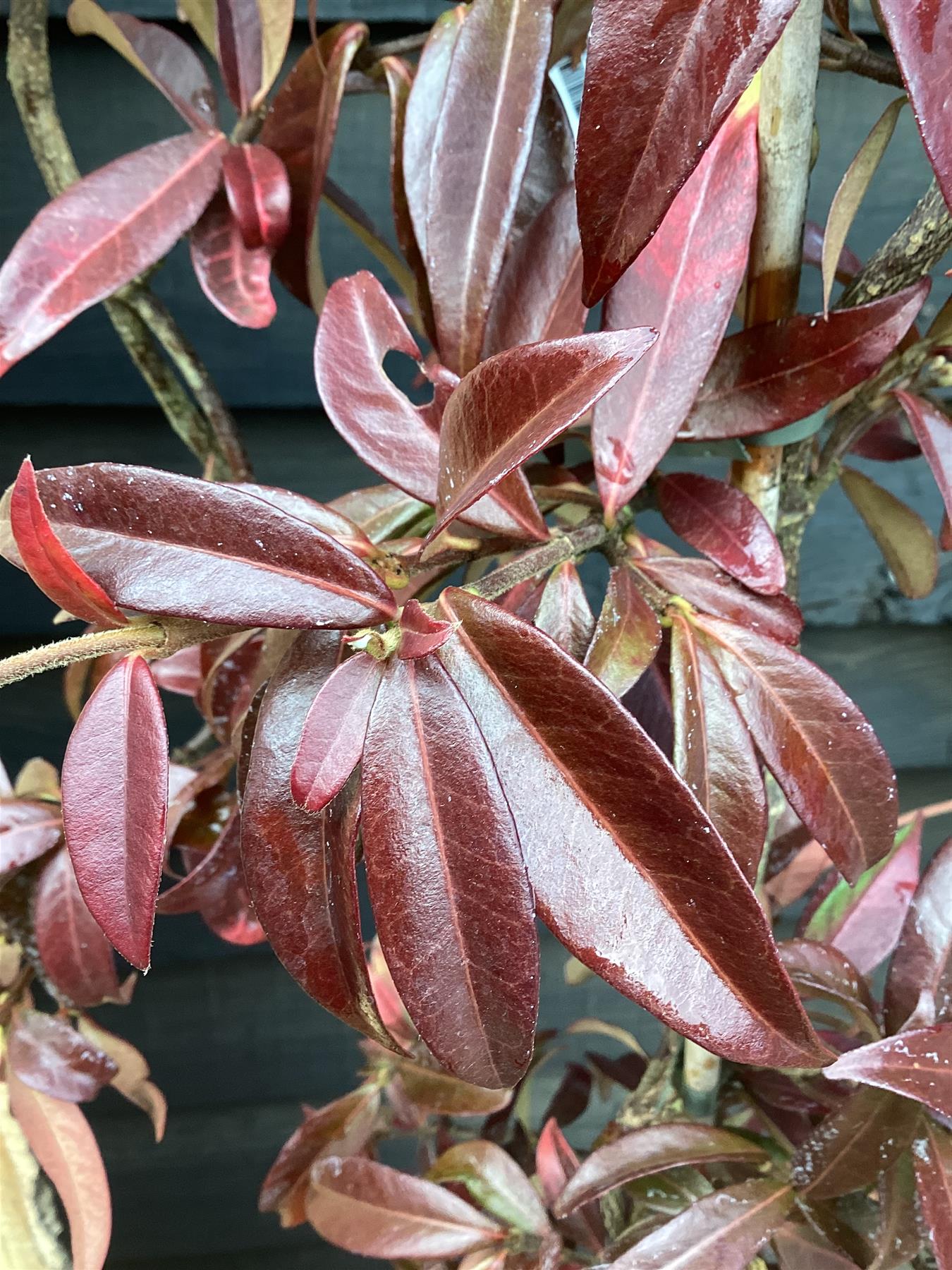 Trachelospermum jasminoides - 10lt