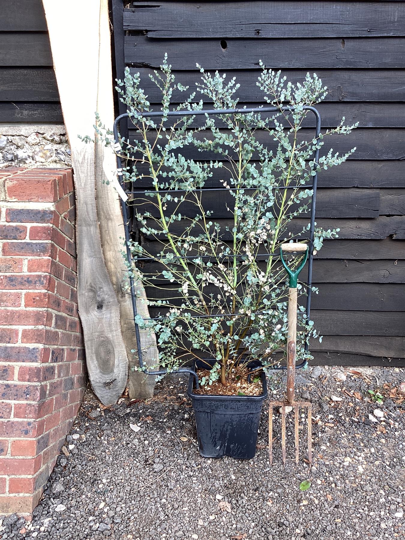 Eucalyptus Azura | Cider Gum Azura - Metal Frame - 150-160cm, 30lt