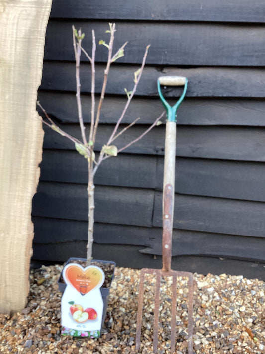 Apple tree 'Elstar' | Malus Domestica - 100-120cm - 7lt