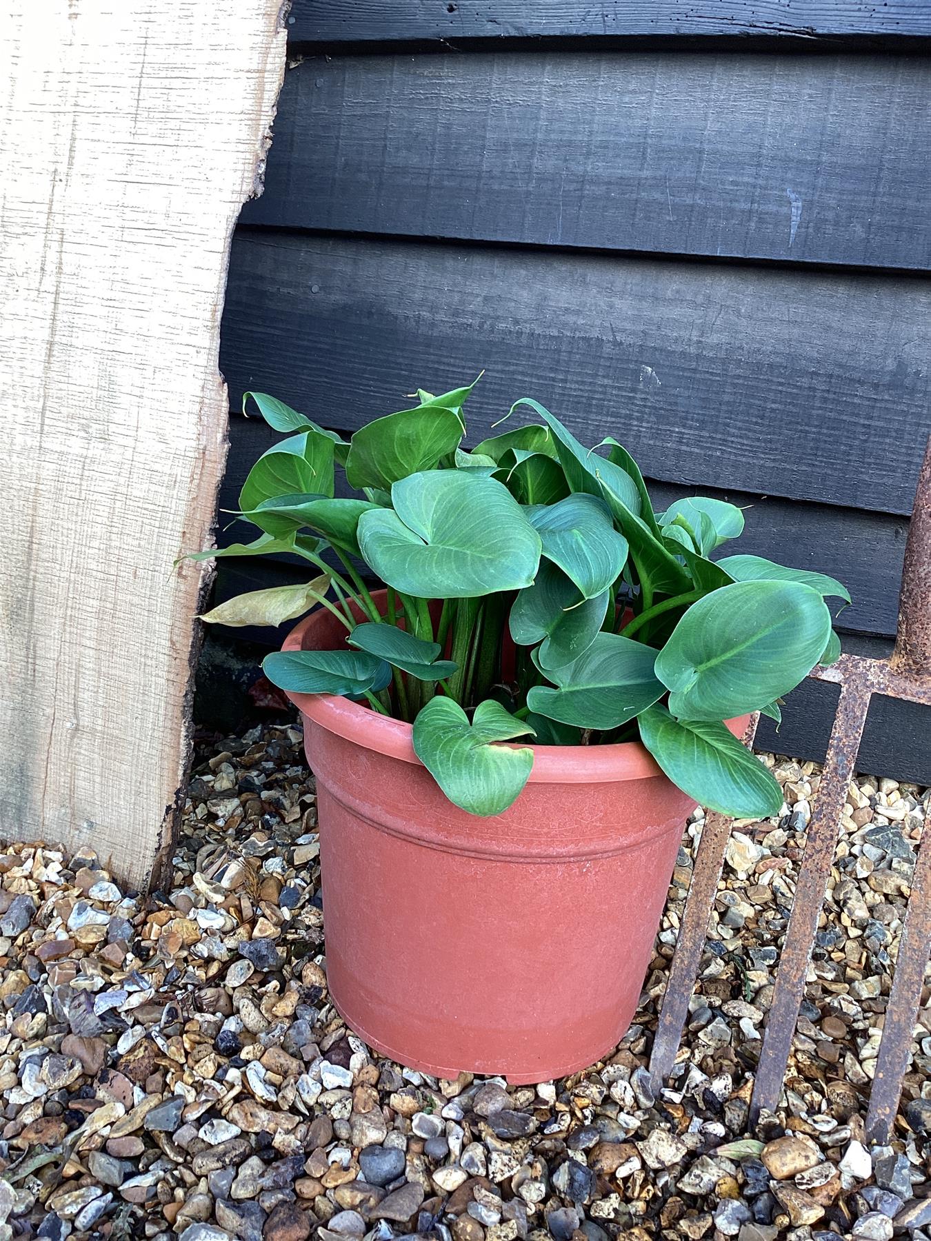 Hosta Francee | Plantain Lily 'Francee' - 40-50cm, 10lt