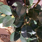 Camellia japonica | Common Camellia - 280-290cm, 10lt
