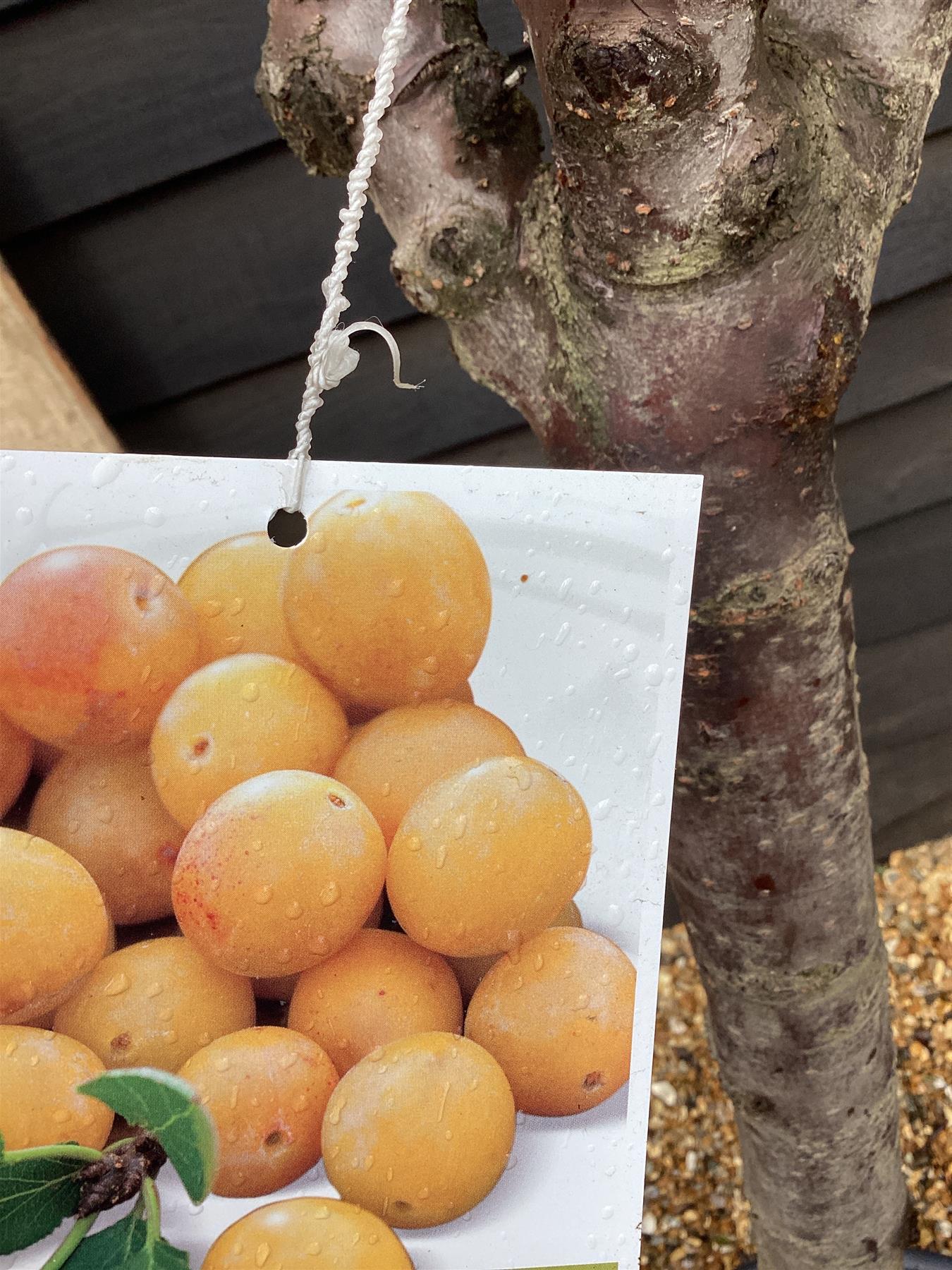 Plum tree 'Mirabelle de Nancy' | Prunus domestica - Girth 18-20cm - 220-240cm - 50lt