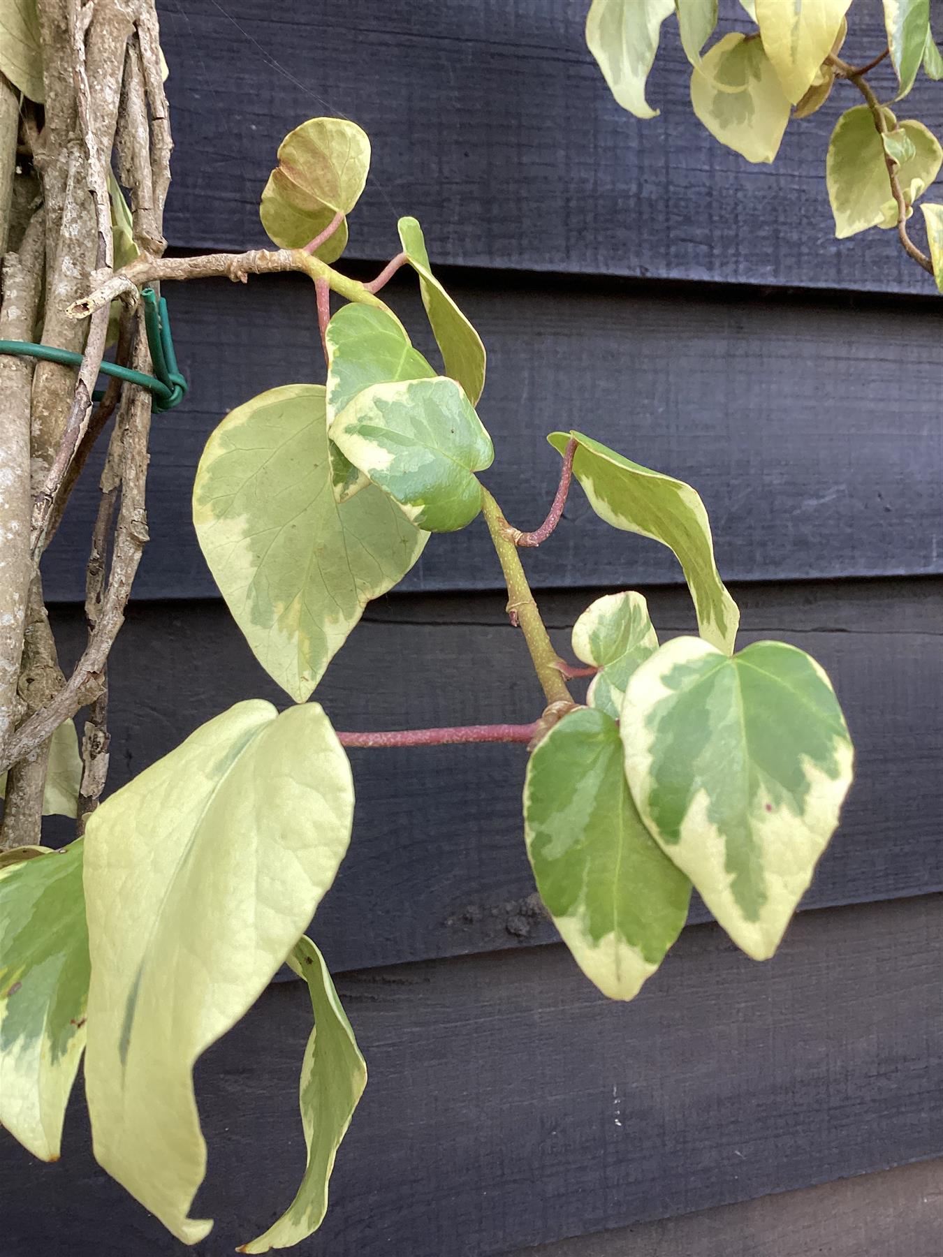 Hedera helix Glorie de Marengo - 12lt