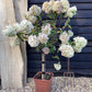Hydrangea paniculata 'Limelight' - 60-80cm, 18lt